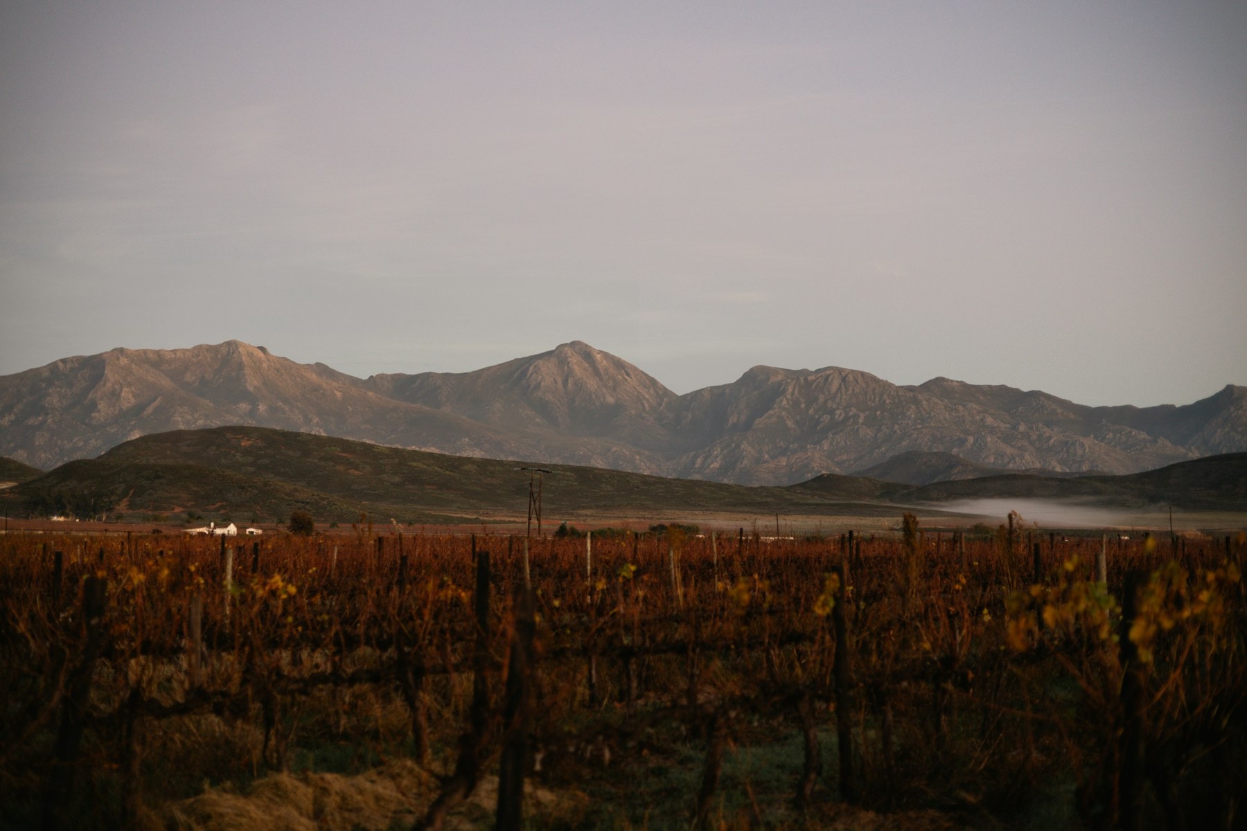 Vineyards beneath mountains in the Breede Valley, South Africa